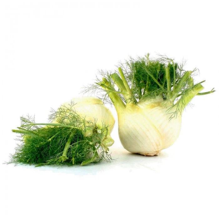 fenouil-